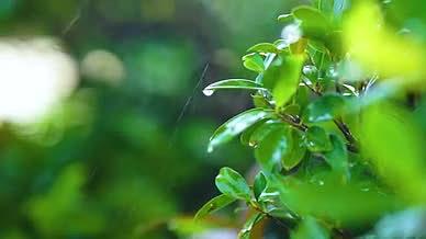 4K实拍雨天下雨树叶上的水滴自然风光视频的预览图